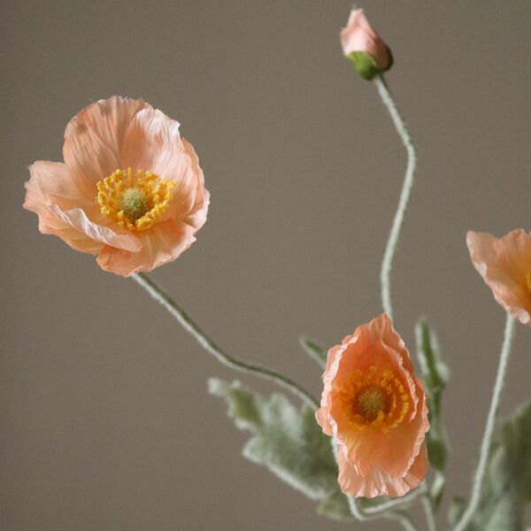 Poppy Flower