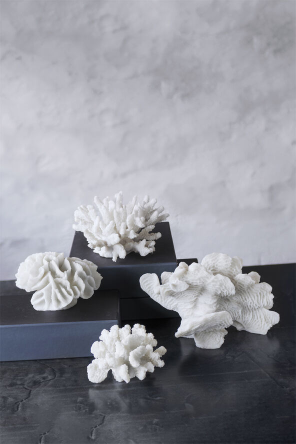 Coral, large fan