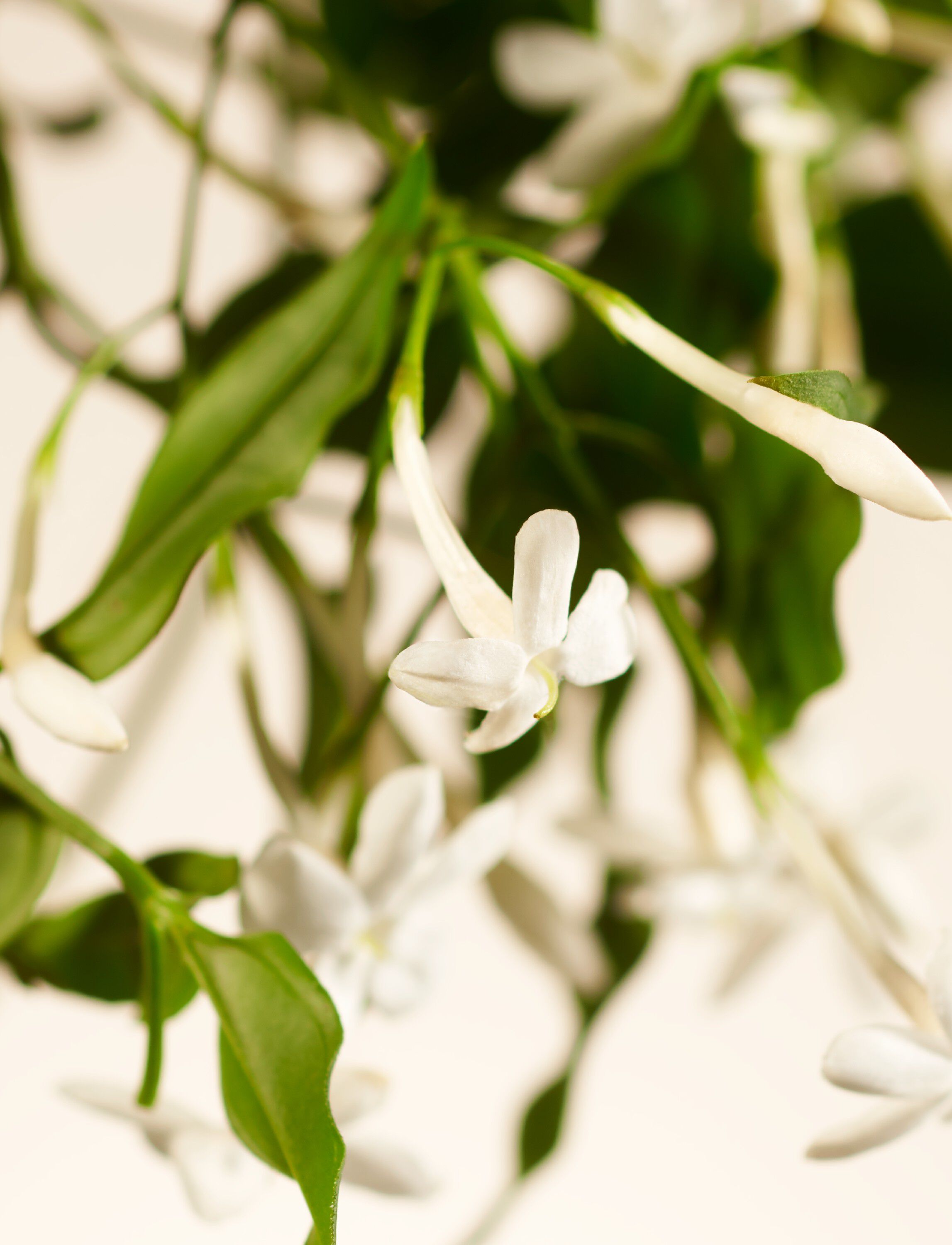 Sweet Jasmine Hand Balm 175ml