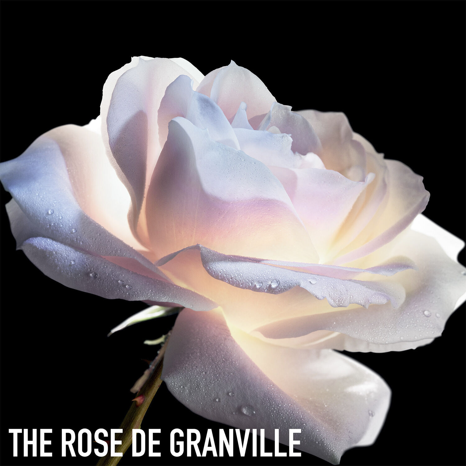 Prestige Le Micro-S&eacute;rum de Rose Yeux Advanced