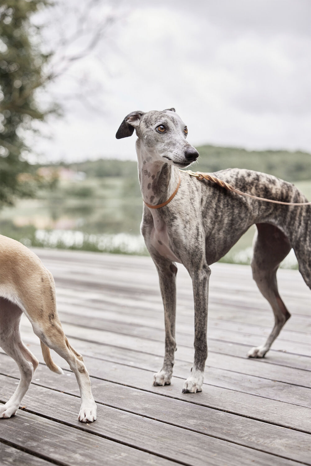 Robin Hundehalsb&aring;nd - Medium