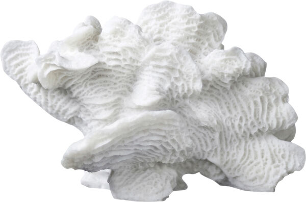 Coral, large fan