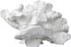 Coral, large fan