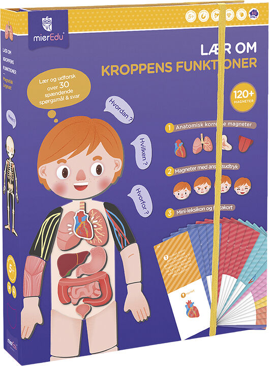 mierEdu - Magnetisk legesæt - Lær om kroppens funktioner