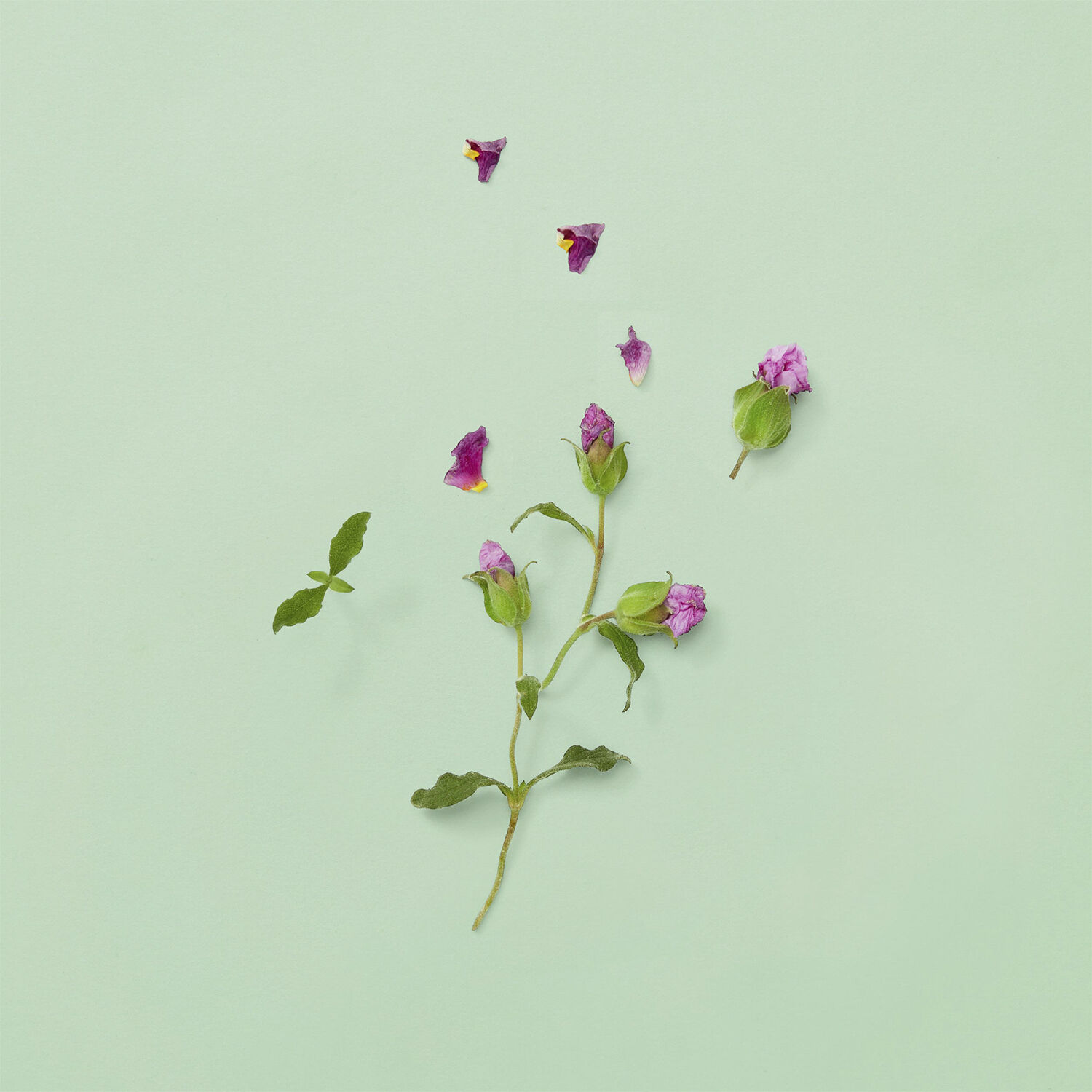 GUCCI Guilty PH Parfume Eau de parfum