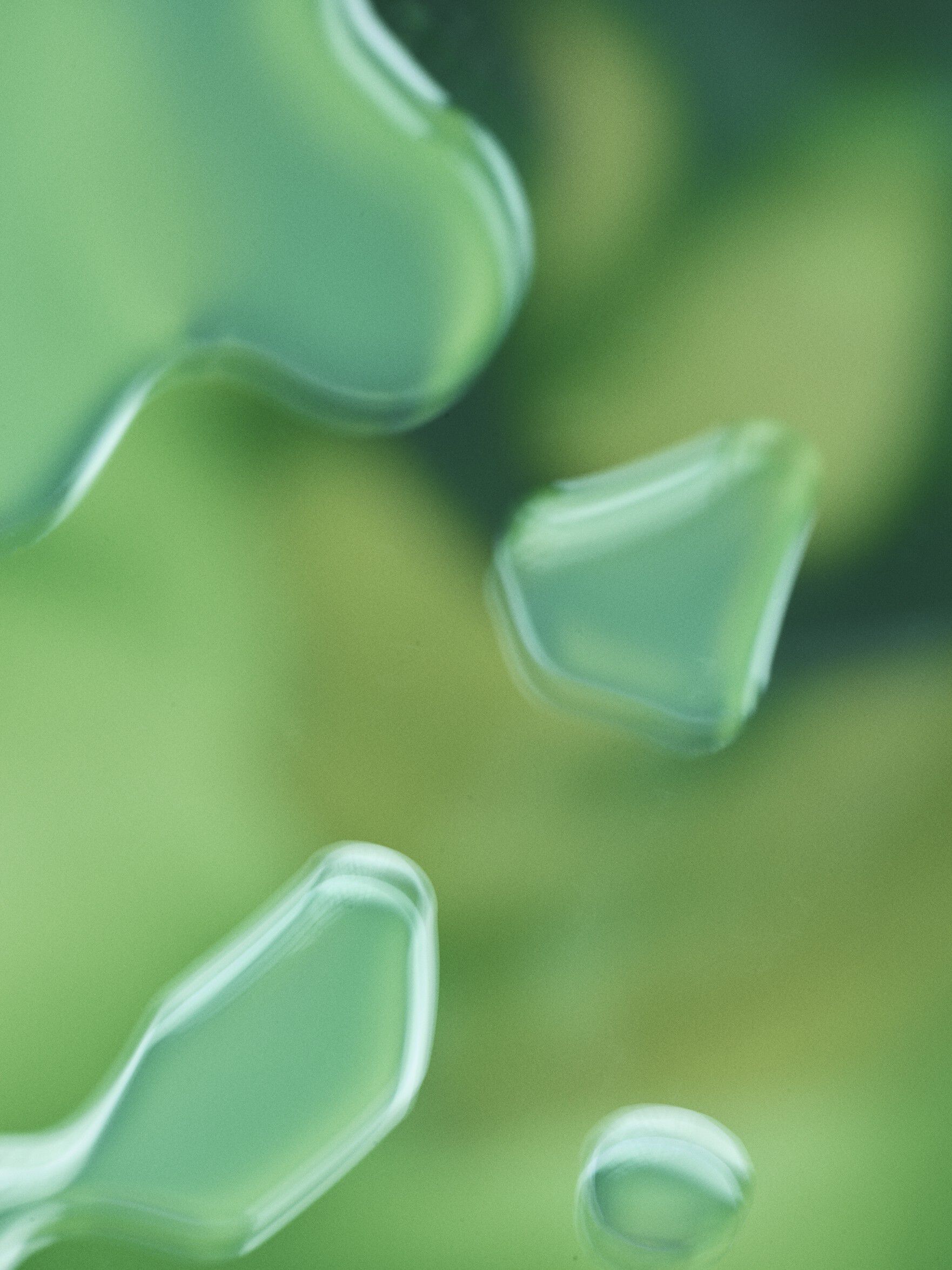 Acai All In One Moisturizer