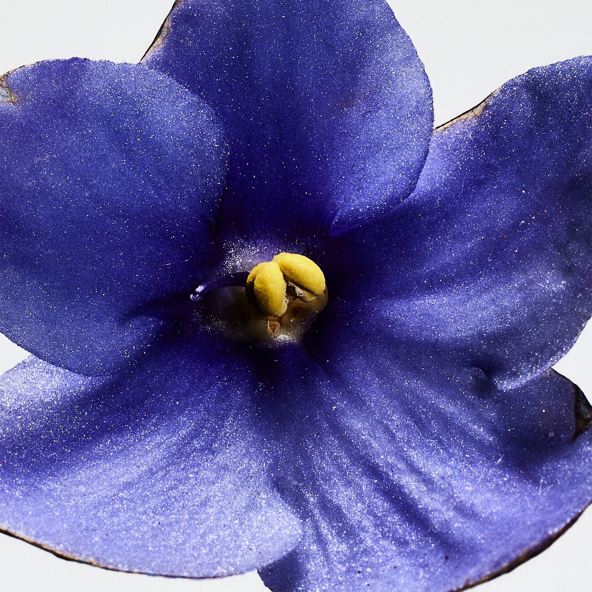 LOEWE Un Paseo por Madrid San Miguel Eau de Parfum 100 ml