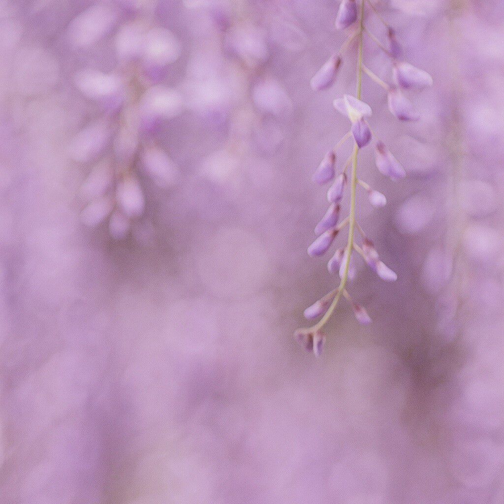 Glycine du Japon Scented Candle
