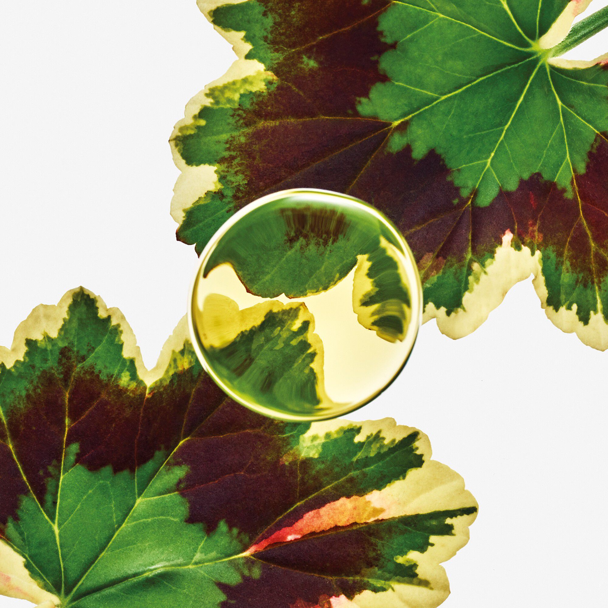 LOEWE Esencia Elixir Eau de Parfum