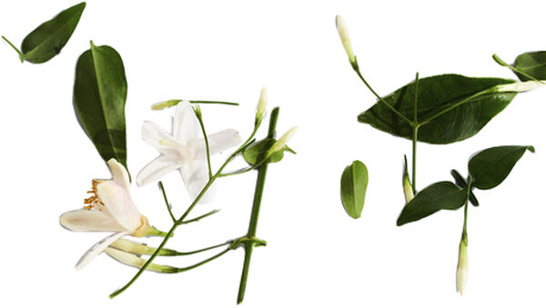 Lady Million Deodorant Spray 150 ml.