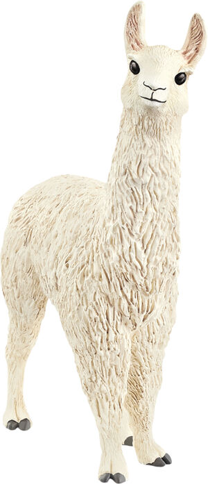 Sch Llama