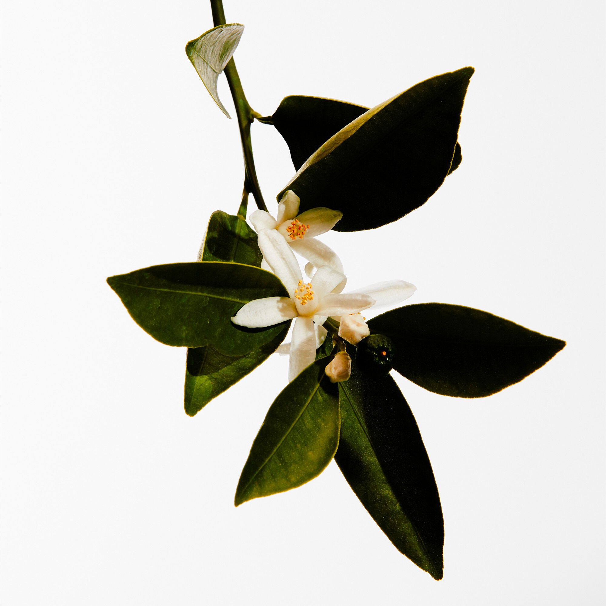 LOEWE Un Paseo por Madrid Mayrit Eau de Parfum 100 ml