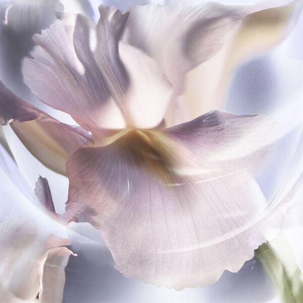 Lancôme La vie est Belle Iris Absolu Eau de Parfum