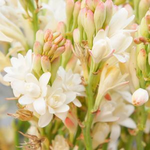 Solid parfume - Tuberose No. 38