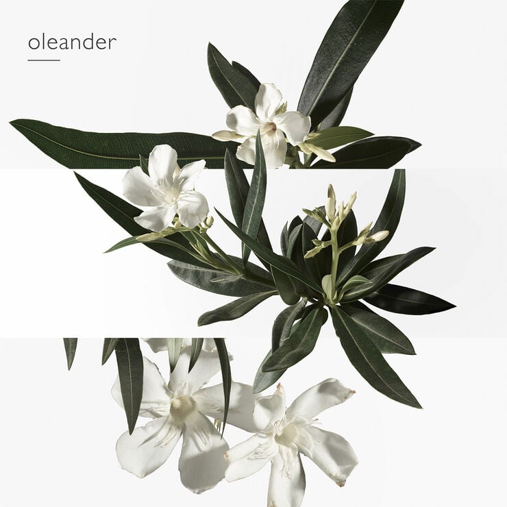 Un Jardin en Méditerranée Eau de Toilette