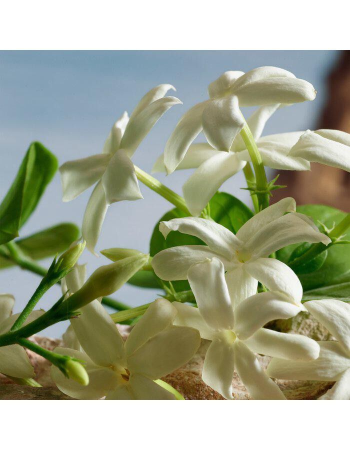 Q By Dolce&Gabbana Parfum