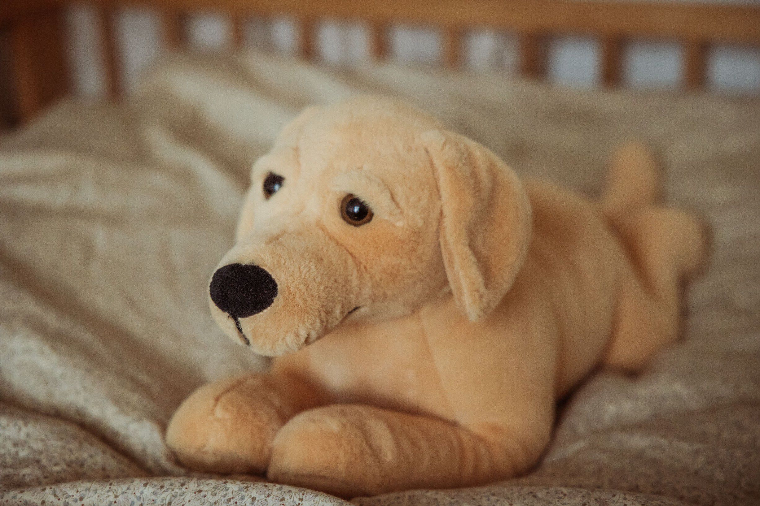 TYNGDEDYR HUND. 2,2 KG