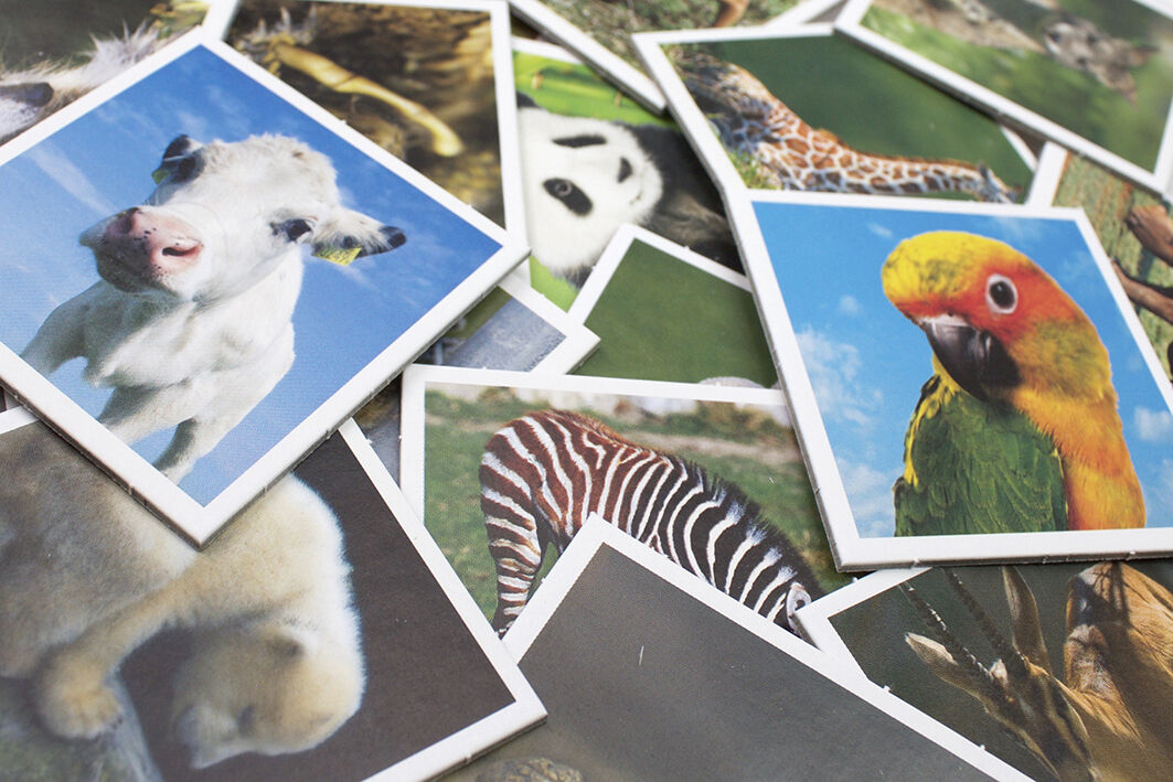 Tactic Memo Animal Babies