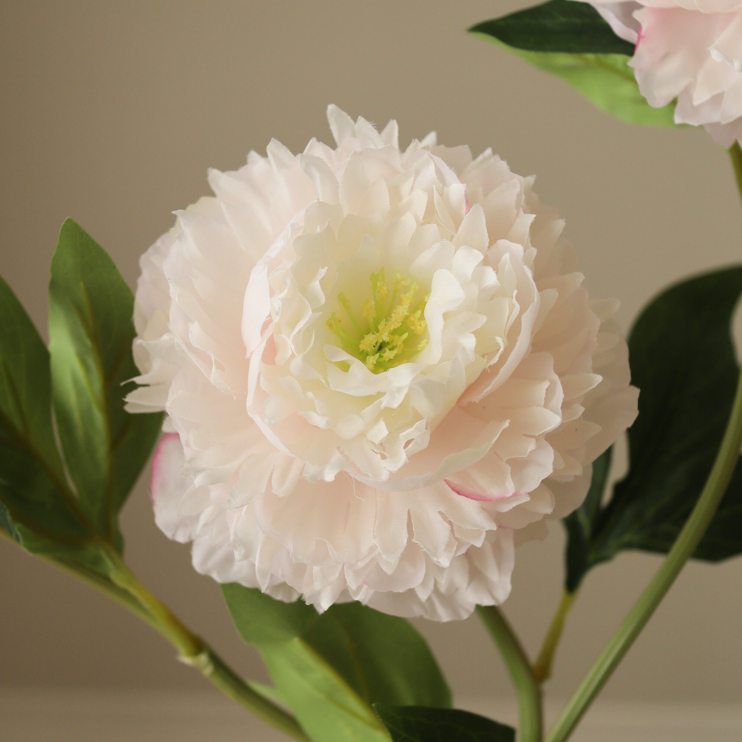 Peony Flower