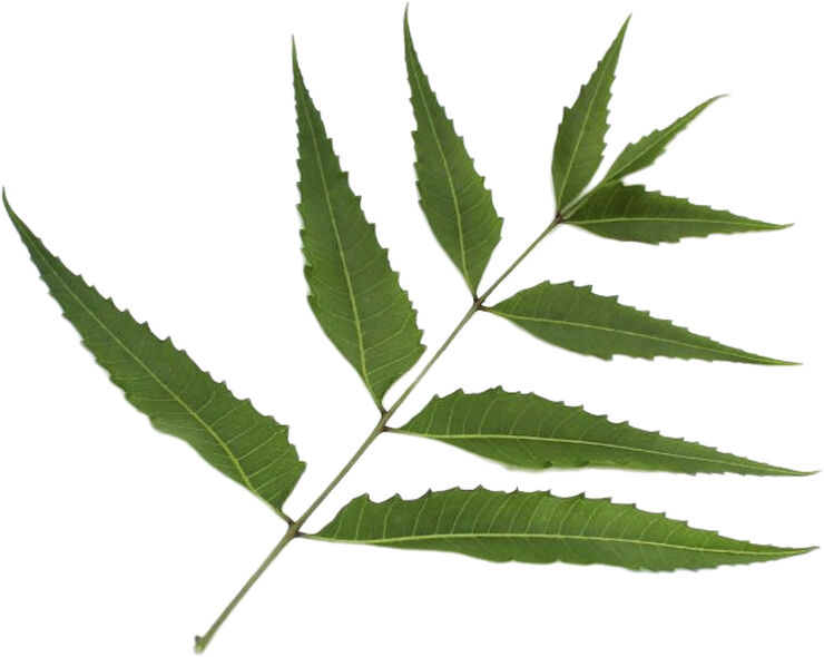 Organic Herbal Tonic