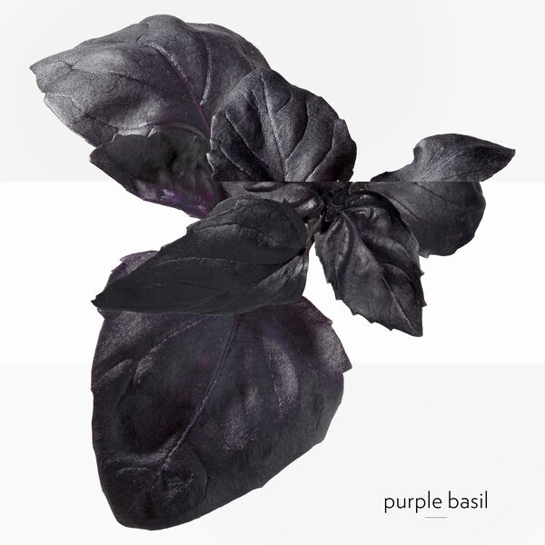 EAU DE BASILIC POURPRE EAU DE COLOGNE