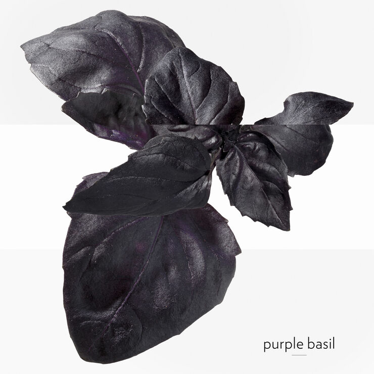 EAU DE BASILIC POURPRE EAU DE COLOGNE