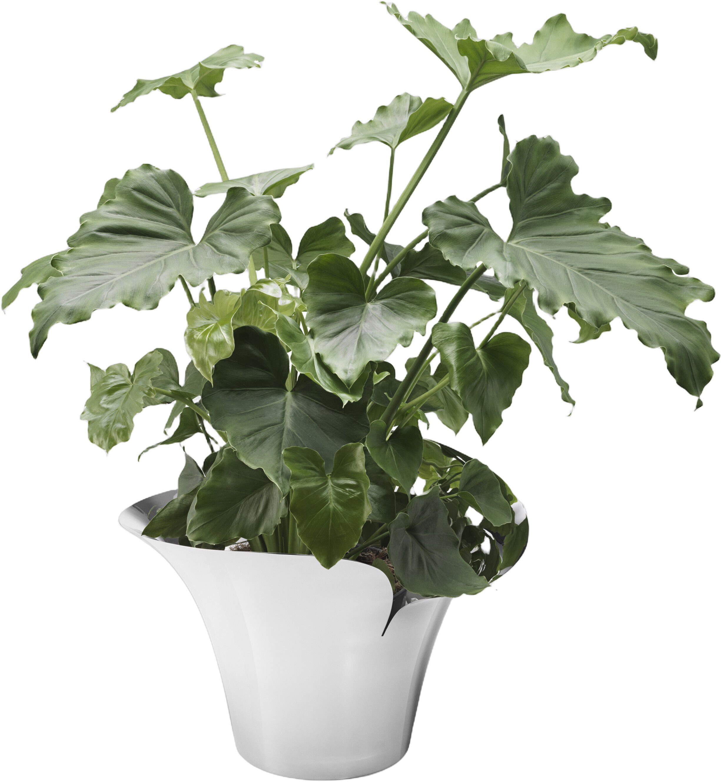 BLOOM BOTANICA URTEPORTTE, STOR 222MM