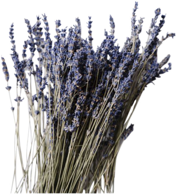 Organic Deep Nourish Body & Massage Cream lavender