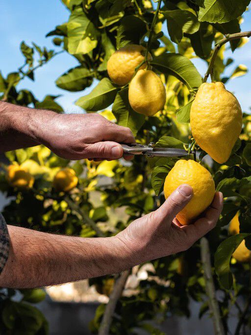 Saltet Citron