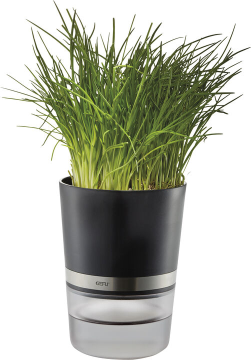 Krydderurtepotte, BOTANICO