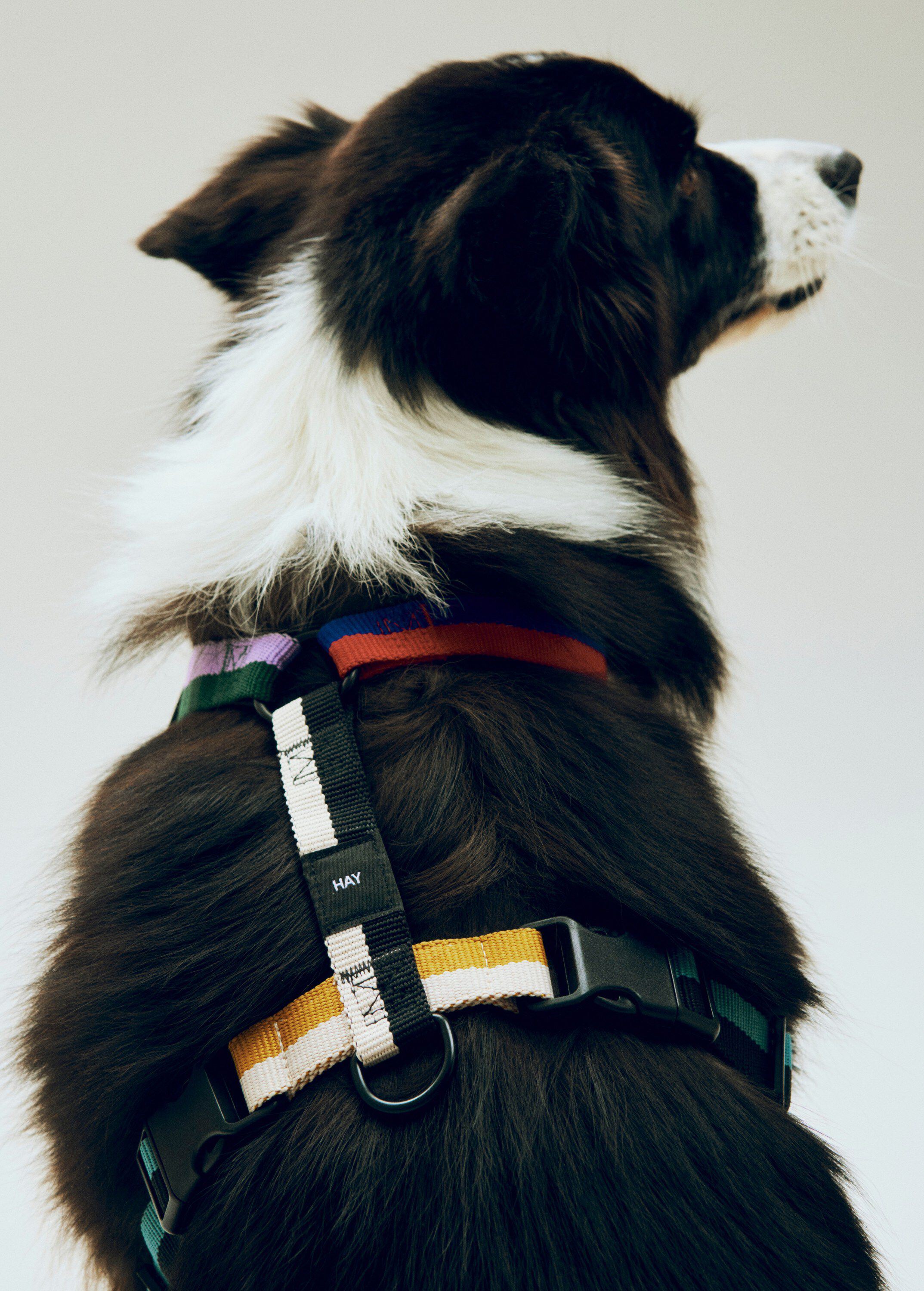 HAY Dogs Harness-Medium-Multi colou
