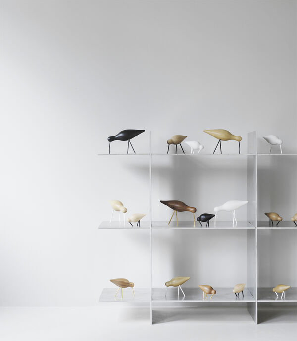 Shorebird stor sort