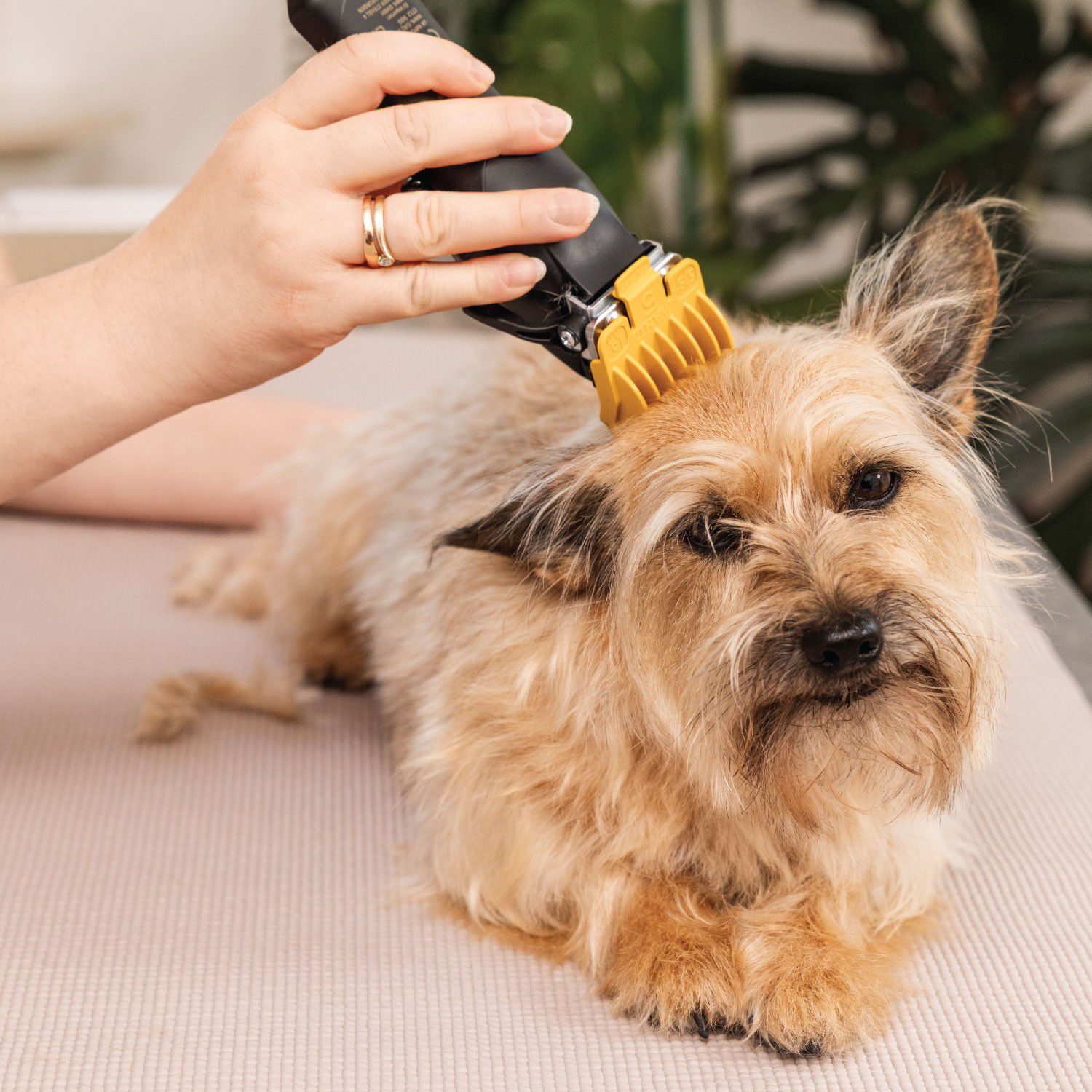 WAHL Hundeklipper Colour Pro