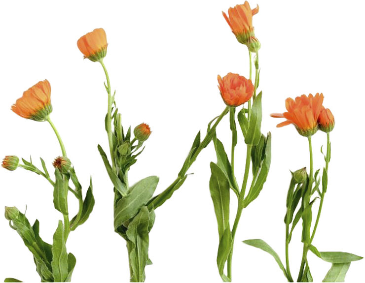 Organic Herbal Tonic