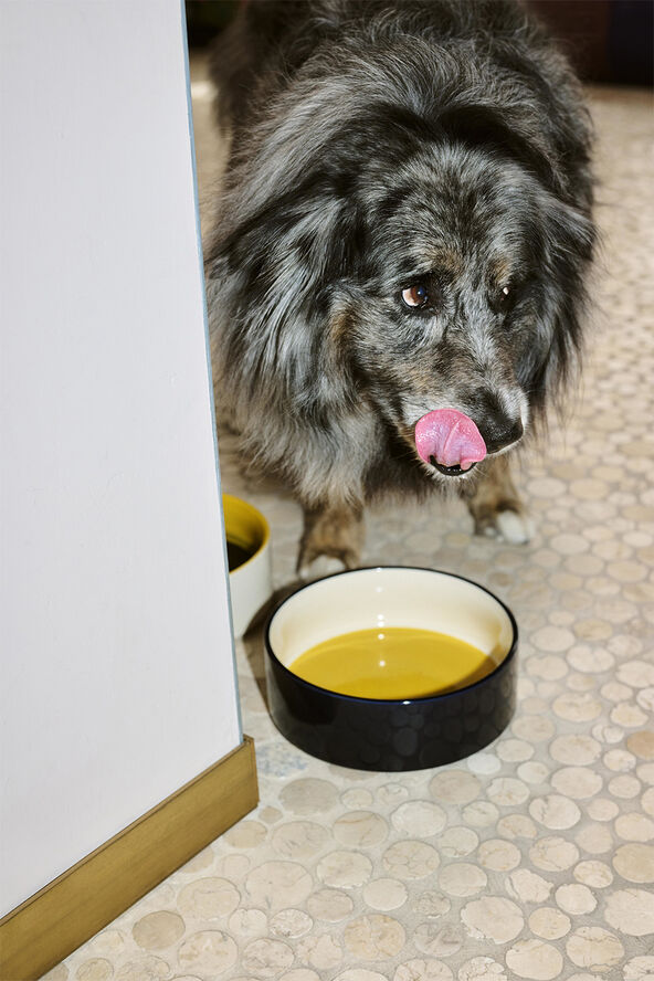 HAY Dogs Bowl-Large-Yellow, blue
