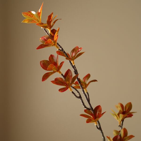 Enkianthus Perulatus Leaves