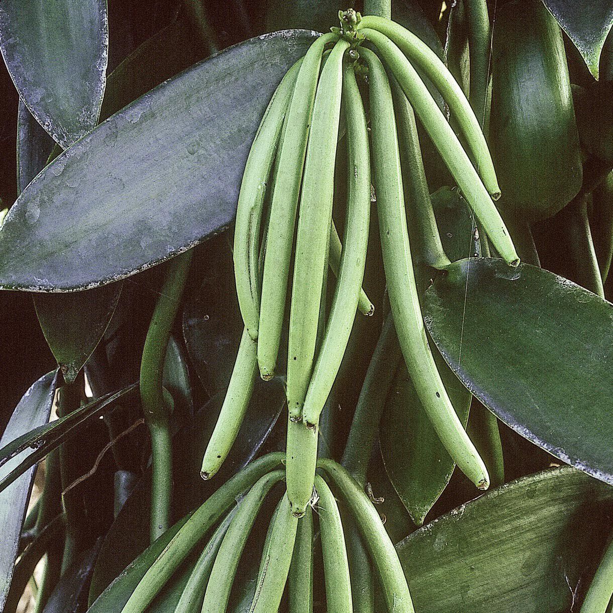 Solid parfume - Vanilla No. 39