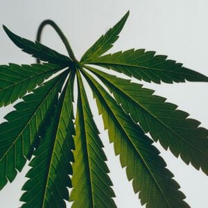 LOEWE Scent of Marihuana Candle