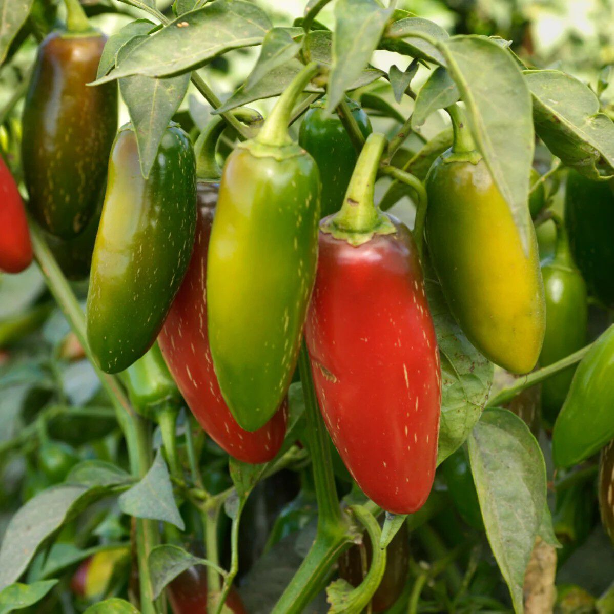 Jalape&ntilde;o chiliflager