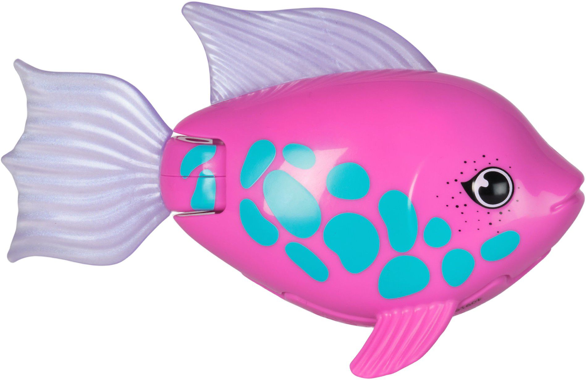 Rainbow Reef Fish - Rainb