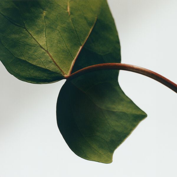 LOEWE Ivy Small Candle