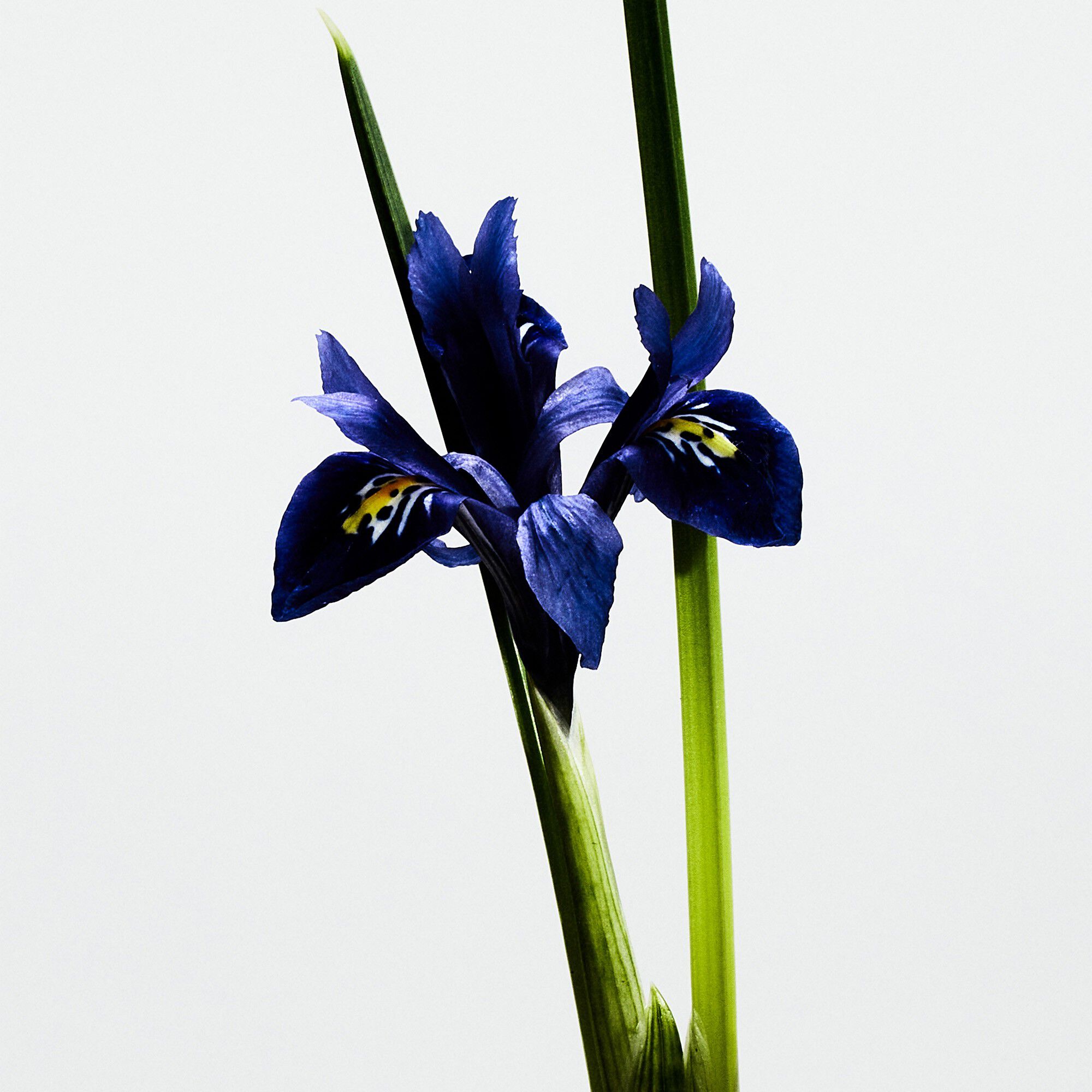 LOEWE Un Paseo por Madrid La Bella Cibeles Eau de Parfum 100 ml