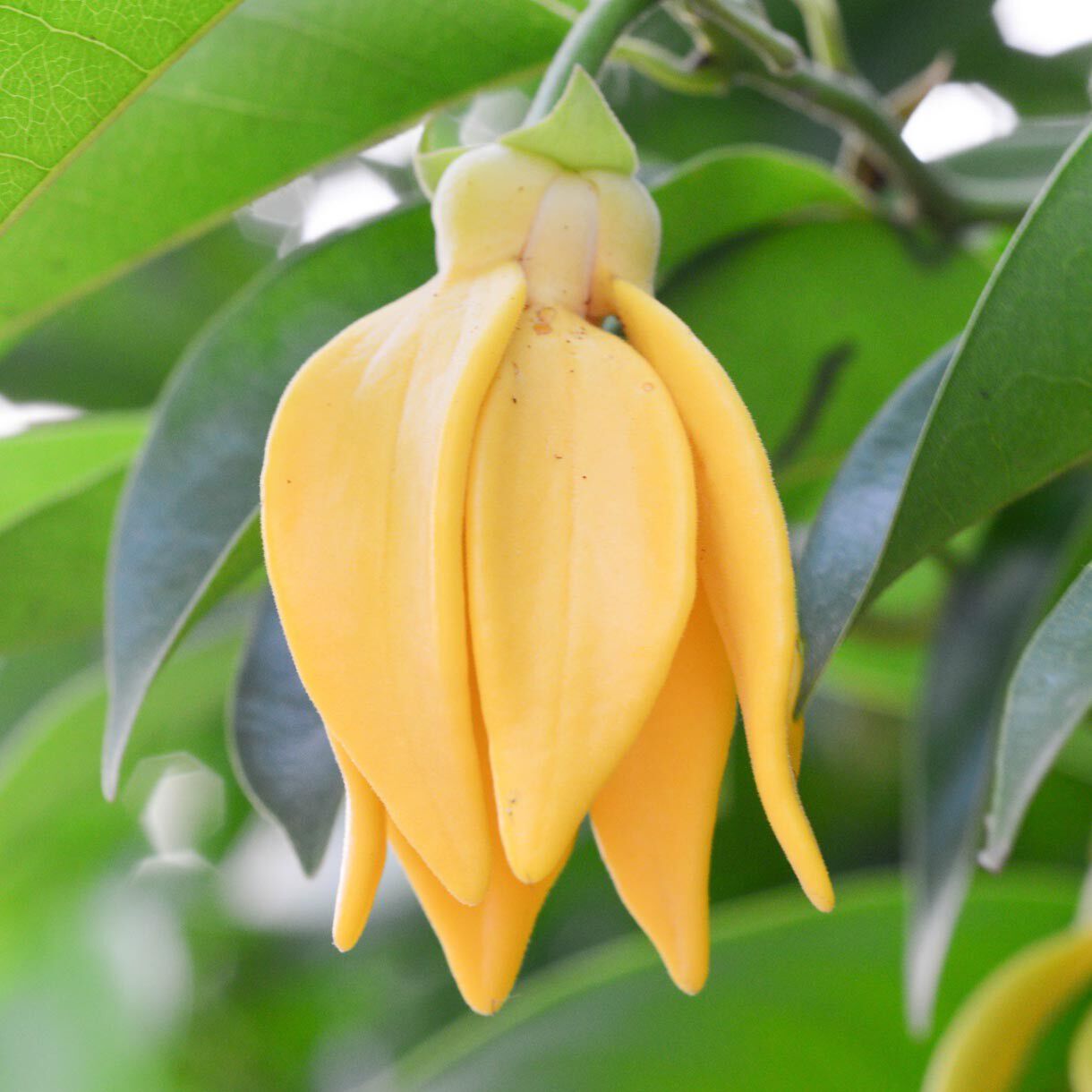 Solid parfume - Ylang ylang No. 41