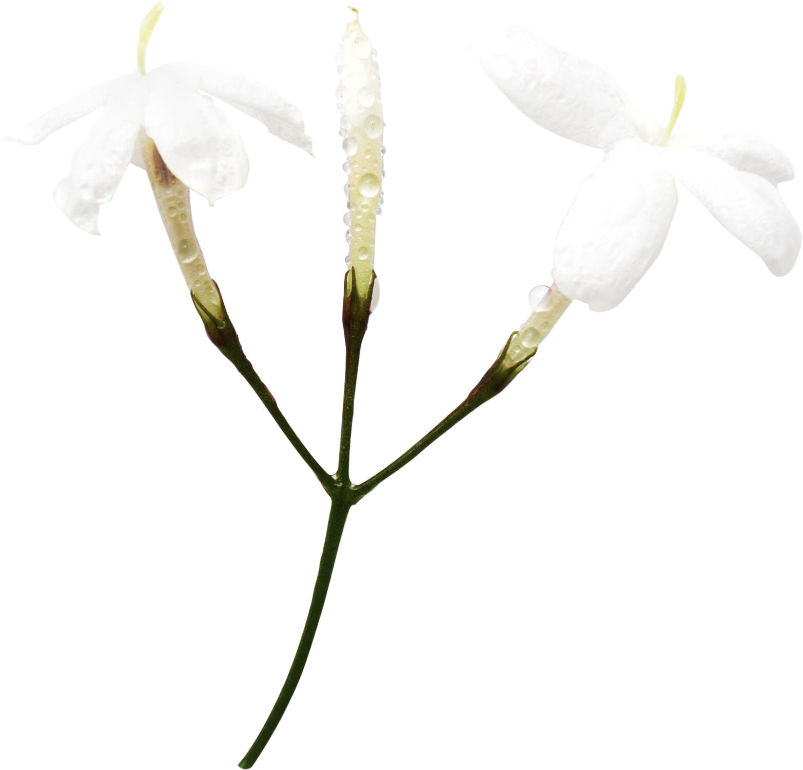 Acqua Di Gioia Eau de Parfum