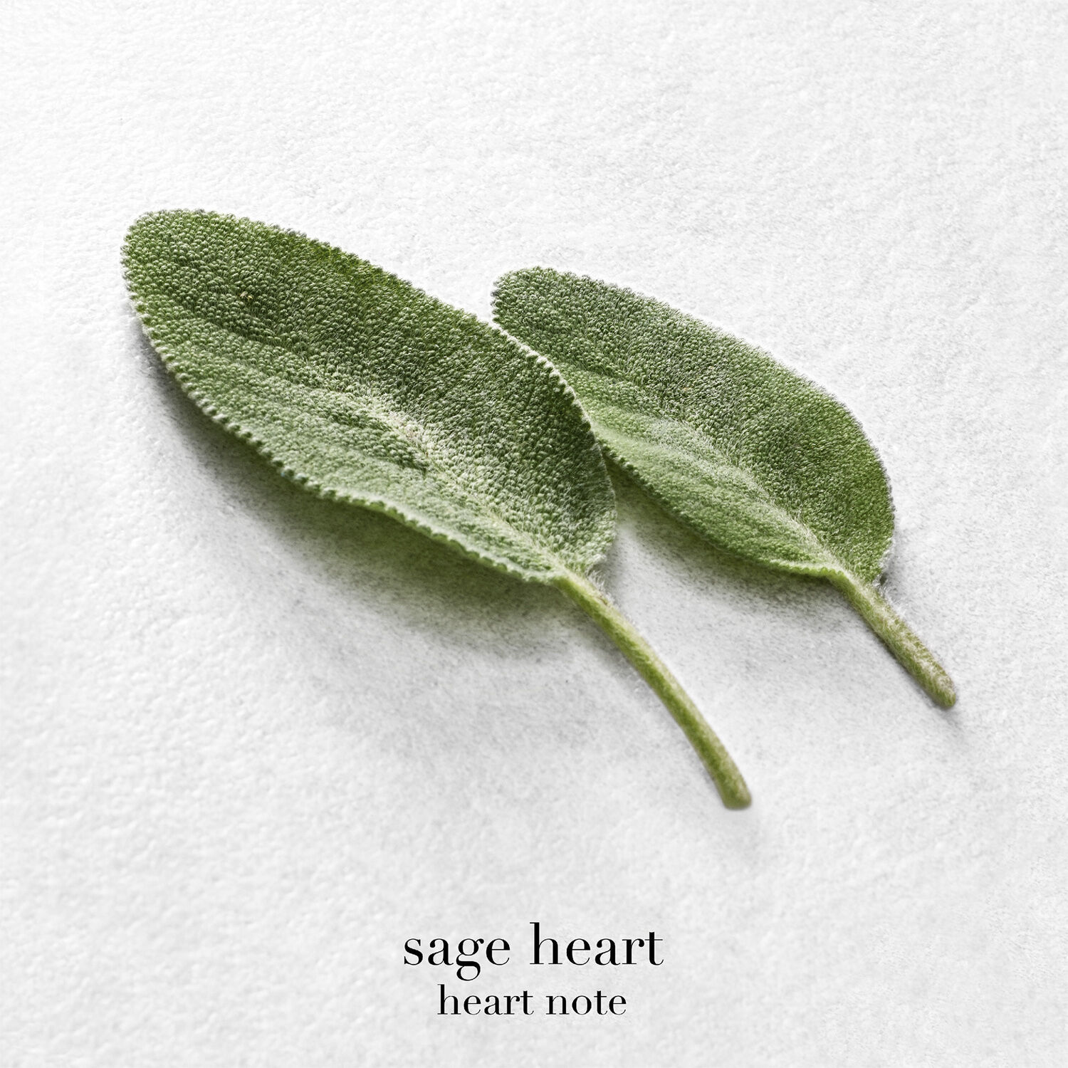 Acqua di Gi&ograve; Eau de Parfum