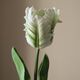 Small Parrot Tulip Flower