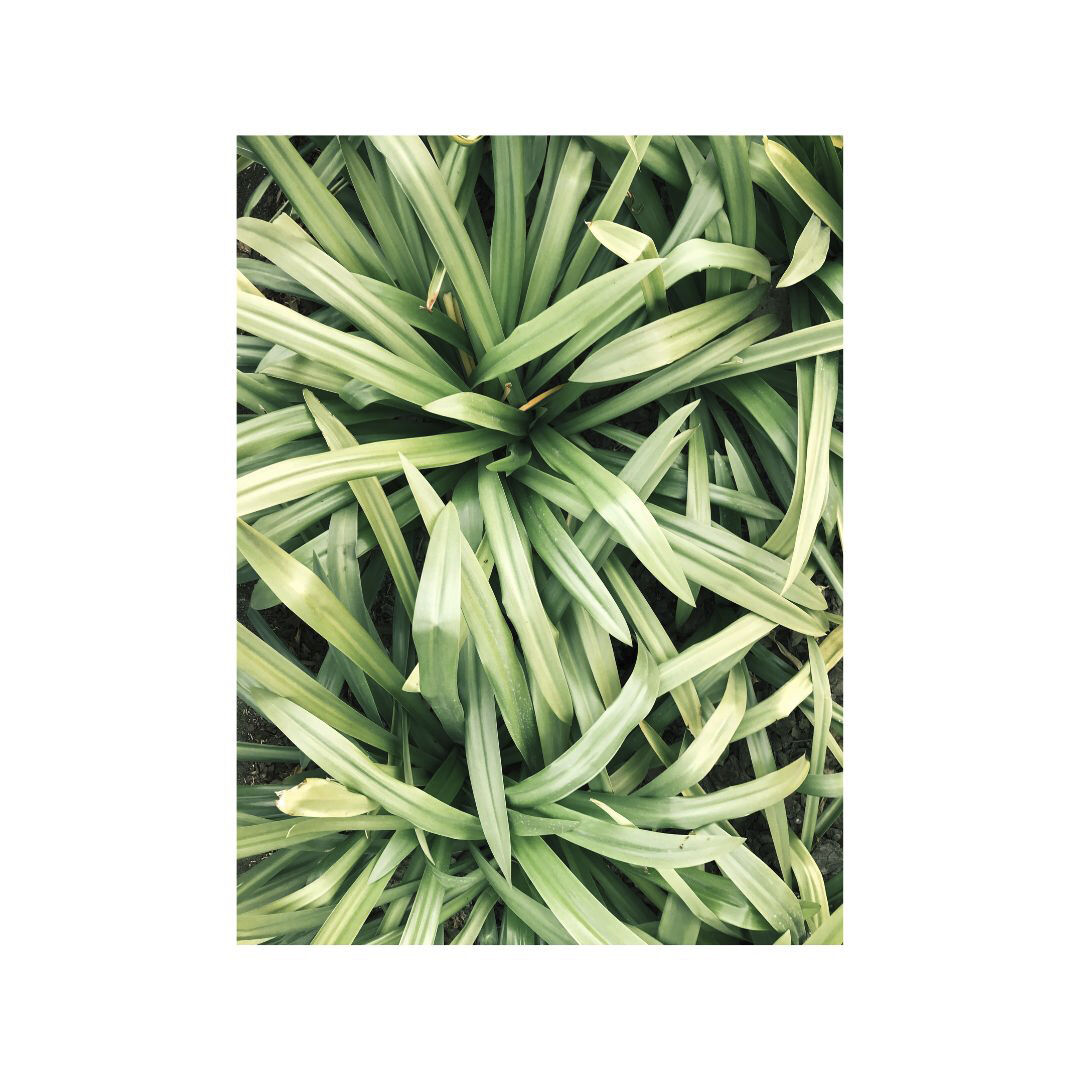 Organic Body Cream Lemongrass