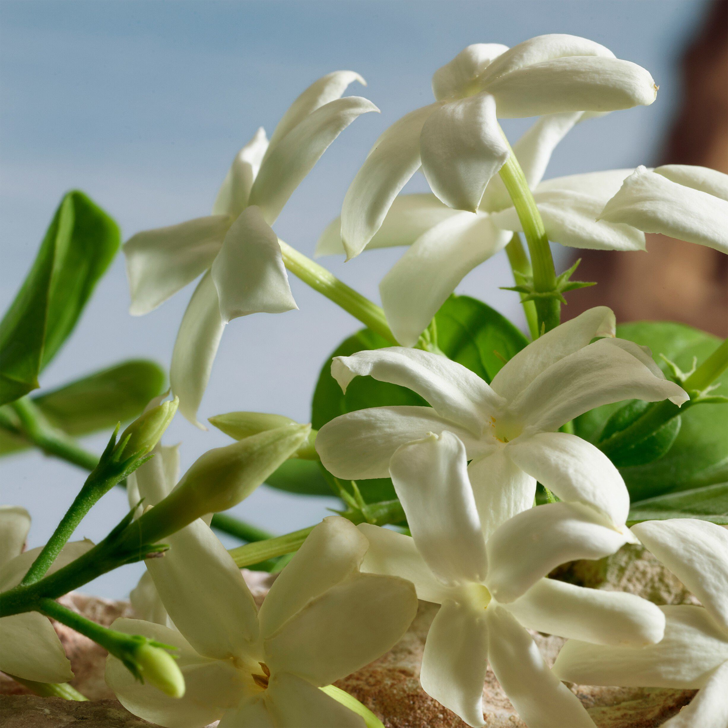 Q By Dolce&Gabbana Parfum