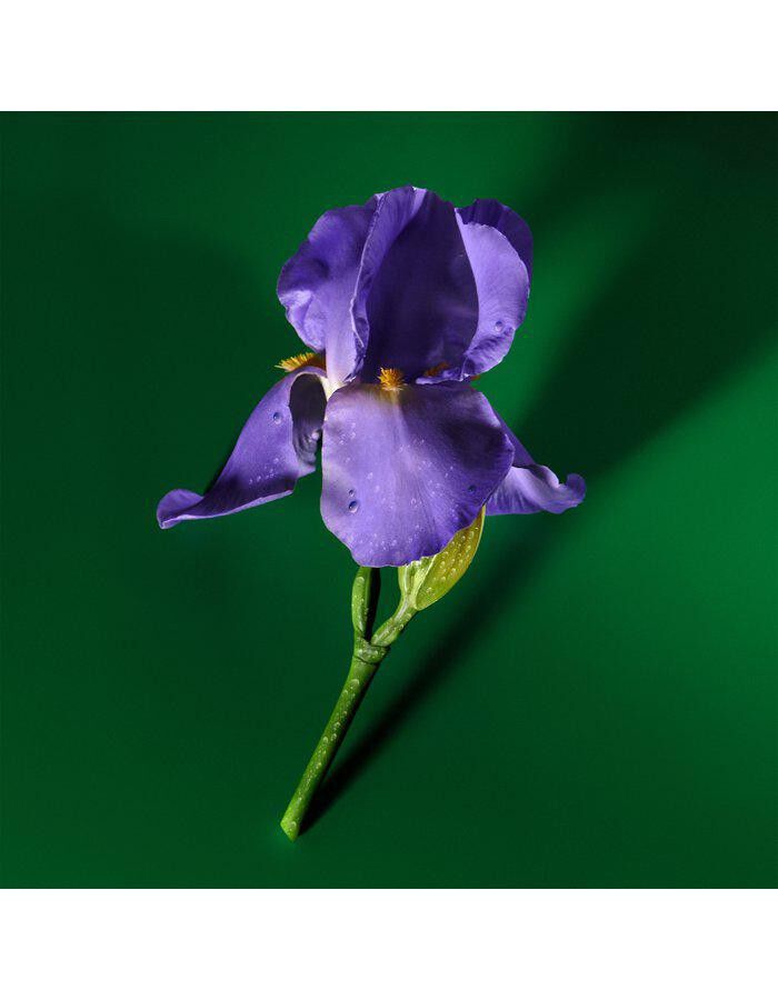 Guilty Elixir PH de Parfum