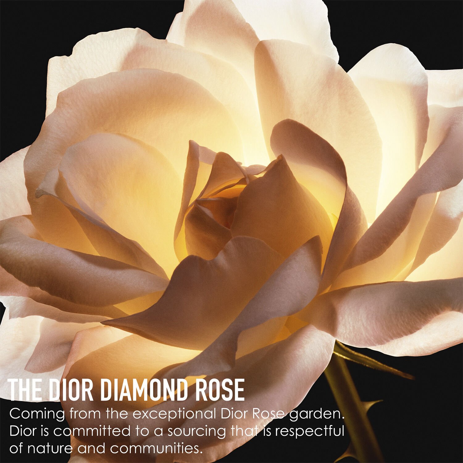 Dior Prestige La Creme Riche 50ML